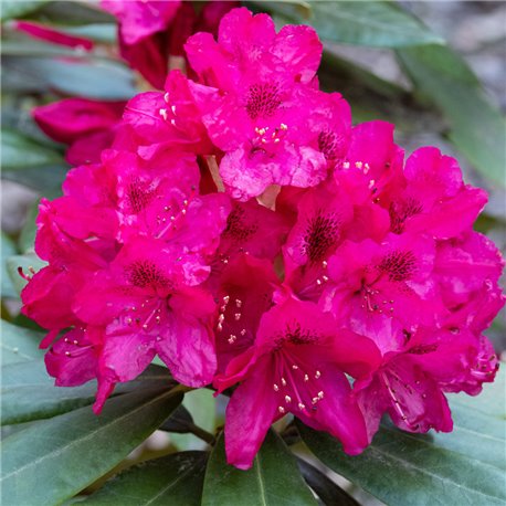 Rhododendron rubinrot 'Nova Zembla' 30-40cm C5, Rhododendron