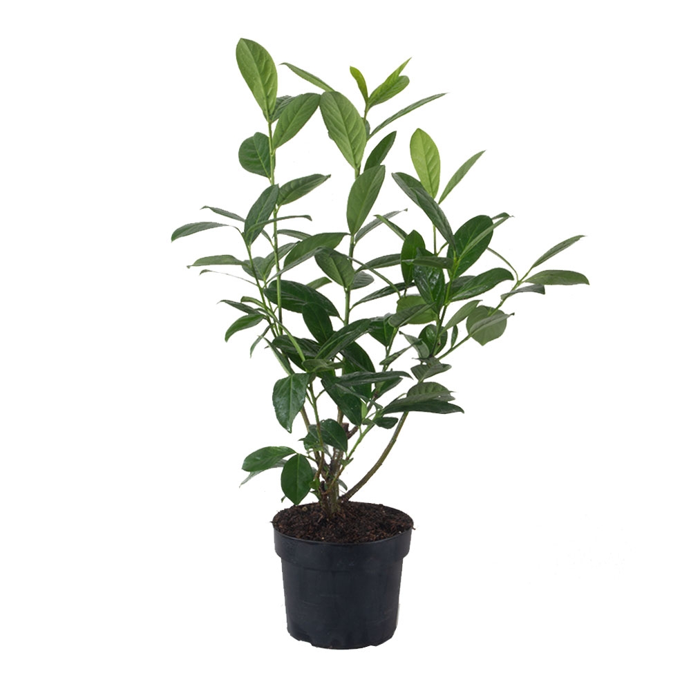 ideal als Hecke 40 Kirschlorbeer Prunus Novita Höhe: 40-50 cm ab Topf 
