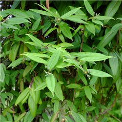 Immergrüne Geißschlinge - Lonicera henryi 2L, Kletterpflanze