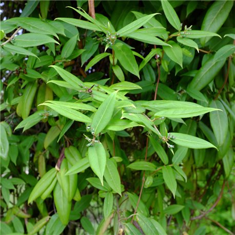 Immergrünes Geißblatt 60-80cm 2L, Kletterpflanze mit rot-gelben