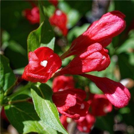 Weigelie rot 'Red Prince' 60-80cm, lebende Hecke pflanzen