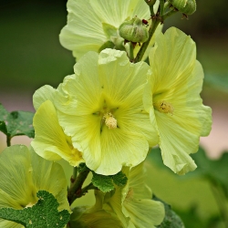 Stockrose Farbmischung P1, Pflanze für Sonne, lange Blütezeit