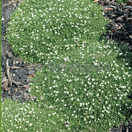 Sternmoos P0,5, Polsterpflanze, Trittverträglich, Wintergrün