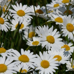 Sommer-Margerite 'Gruppenstolz' P1, Weiße Blüte, Bauerngarten