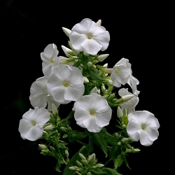 Flammenblume 'David' P1, Robuste Sorte, Weiße Blüte