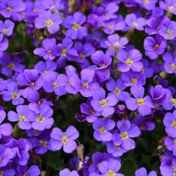 Blaukissen violett P 0,5, Violette Blüte, Langlebige