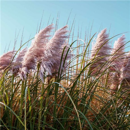 Pampasgras 'Pink Feather' P1, Pampasgras günstig online kaufen