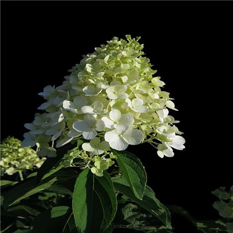 Rispen-Hortensie 'Limelight' 60-70cm, Hortensien günstig online