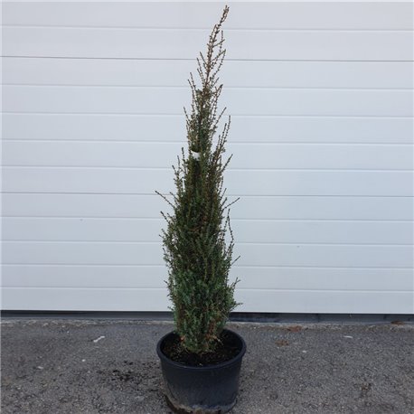 Säulen-Wacholder 'Arnold' 30-40cm, schmale Pflanzen kaufen