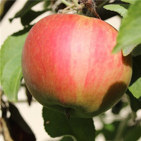 U-Apfel 'Elstar', Obstbäume aus der Steiermark, Apfel Spalier