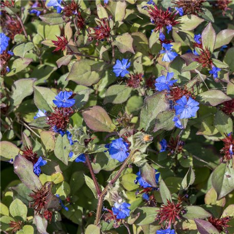 Enzianbleiwurz P 0,5, Anspruchslos, Herbstblüher, Blaue Blüte
