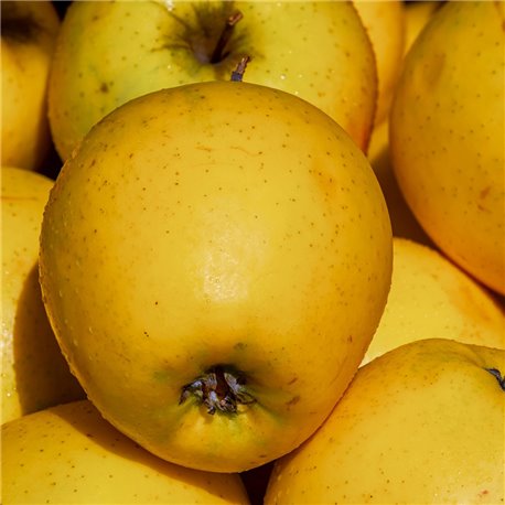 Apfel 'Golden Delicious' Halbstamm C10, OBSTBÄUME ONLINE