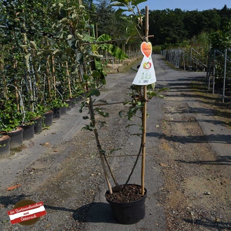 Duo-Apfelbaum: Golden Delicious u. Jonagold 175+cm, Apfelbaum