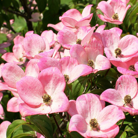 Blumen-Hartriegel 'Rubra' 100-125cm am Ballen, Cornus florida