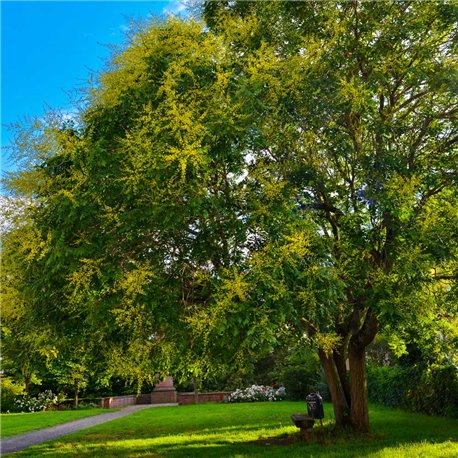 Blasenbaum Hochstamm 8-10 mit Ballen, Sommerblühender Baum