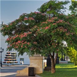 Seidenbaum 'Ombrella' Hochstamm 8-10 im Co, Baum mit pinke