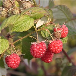 Sommerhimbeere rot 'Tulameen' Co 2,5 l, Rubus Tulameen