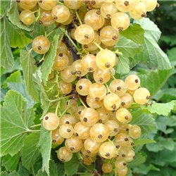 Johannisbeere weiß 'Weiße Versailler' Co 2,5l, Ribes sativa
