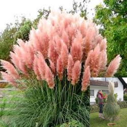 Pampasgras 'Rosea' oder 'Pink Feather' 2l