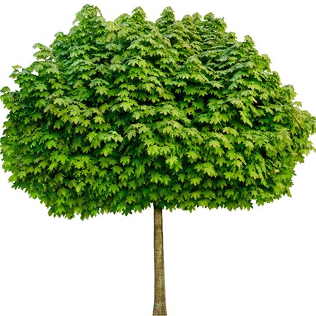 Kugel-Ahorn 'Globosum'- Stamm 150cm, grüner Laubbaum