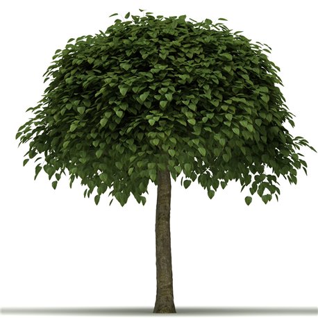 Kugel-Trompetenbaum 'Nana' Hochstamm 10-12 im Co, kleiner Baum