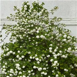 Blütenschneeball 'Roseum' 50-60cm, Schneeball für Hecke kaufen