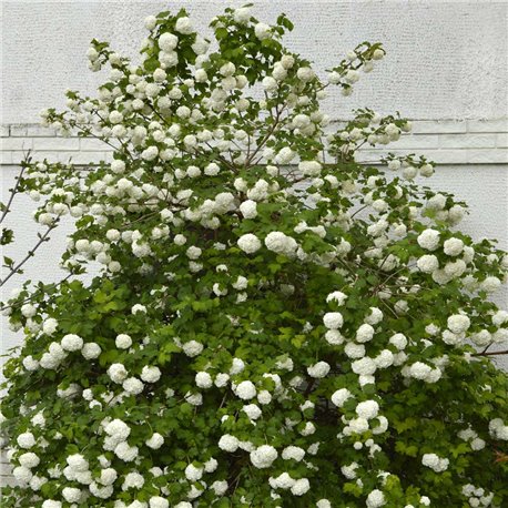 Blütenschneeball 'Roseum' 80-100cm, Schneball als Sichtschutz
