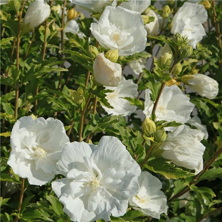 Hibiskus 'White Chiffon®' 60-80cm, Hibiscus 'White Chiffon'