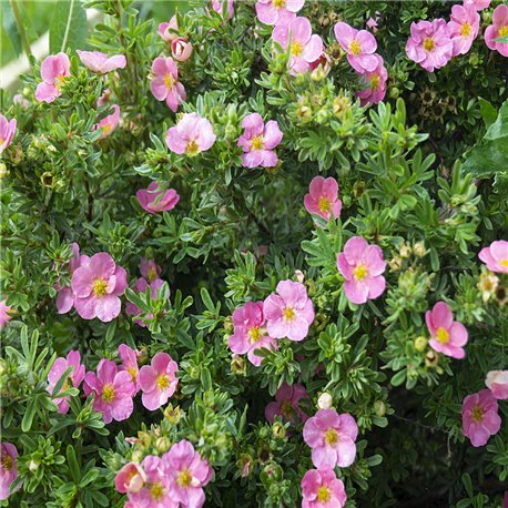 Fingerstrauch rosa 'Bellissima®' 20-30cm, winterharte