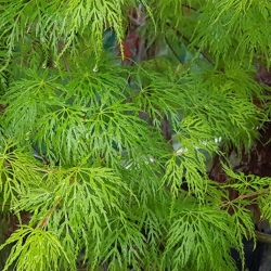 Fächerahorn 'Emerald Lace' 60-70cm, Fächerahorn Emerlad lace