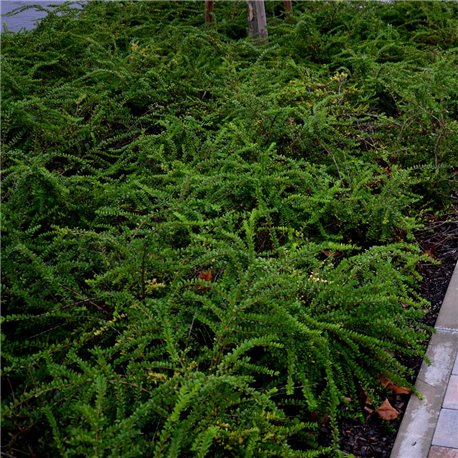 Böschungsmyrthe - Lonicera pileata Tb9 15Stück, Pflanzen mit