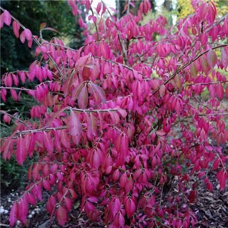 Flügel-Spindelbaum 80-100cm, Strauch mit roten Früchten