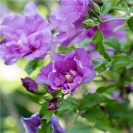 Hibiskus 'Lavender Chiffon®' 60-80cm, Rosen-Eibisch kaufen