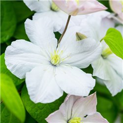Clematis 'Madame Le Coultre' weiss, Waldrebe weiss, Clematis