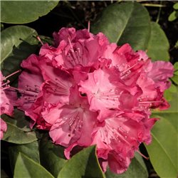 Rhododendron rot 30-40cm  C5