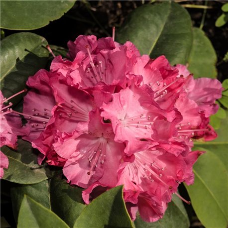 Rhododendron rot 'Germania' 30-40cm C5, Rhododendron