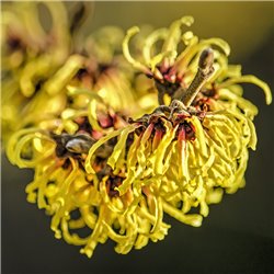 Zaubernuss 'Westerstede' 60-80cm C5, Pflanze mit gelben Blüten