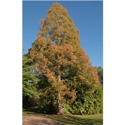Urweltmammutbaum 250-300cm Solitär am Ballen, Hohe Hecke