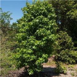 Säulen-Amberbaum 100-125cm mB, schlanker Baum, Säulenamberbaum
