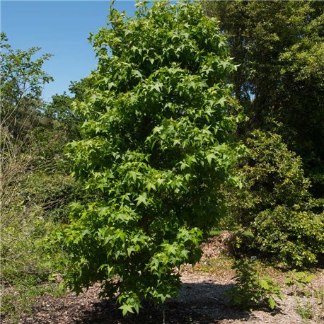 Säulen-Amberbaum 100-125cm mB, schlanker Baum, Säulenamberbaum