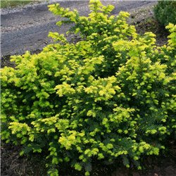 Gelbe Kriech-Eibe 'Summergold' 20-30cm, niedrige Heckenpflanzen