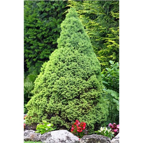 Zuckerhut-Fichte 30-35cm, Zwergbaum für Garten, Zuckerhut