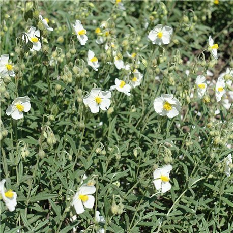 Sonnenröschen weiß P 0,5, Reichblühend, Weiße Blüte