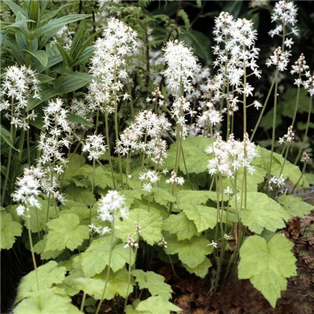 Schaumblüte 'Moorgrün'P0,5, Weiße Blüte