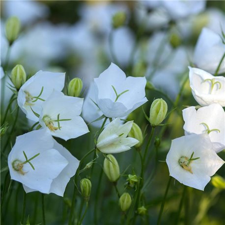 Karpaten-Glockenblume 'Weiße Clips' P 0,5, Weiße Blüte