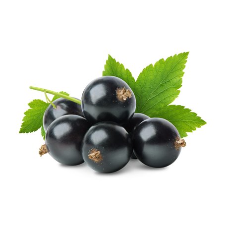 Johannisbeere schwarz 'Titania' Co 2,5l, Ribes nigrum