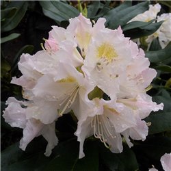 Rhododendron-Hybride Blüte: weiß