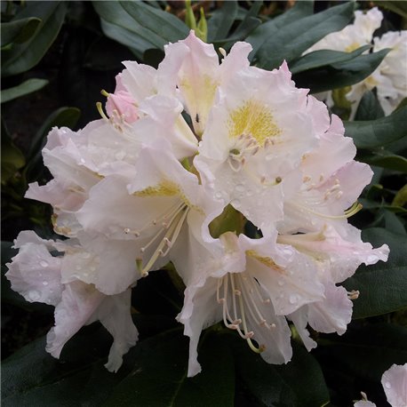 Rhododendron weiß 'Cunningham White' 30-40cm C5, Robuster