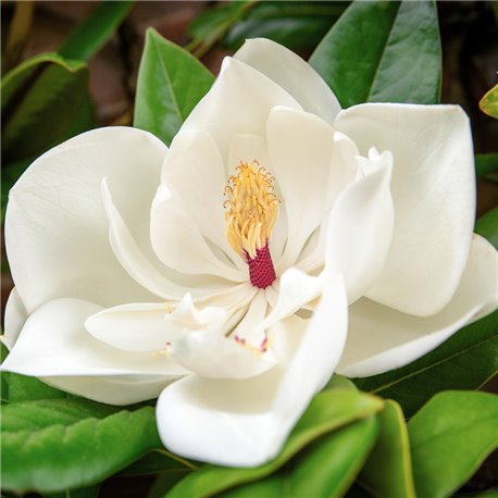 Immergrüne Magnolie 'Galissoniere' 125-150cm C10, Magnolia