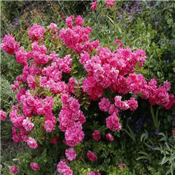 Bodendeckerrose  pink 'Hedi' 30+cm